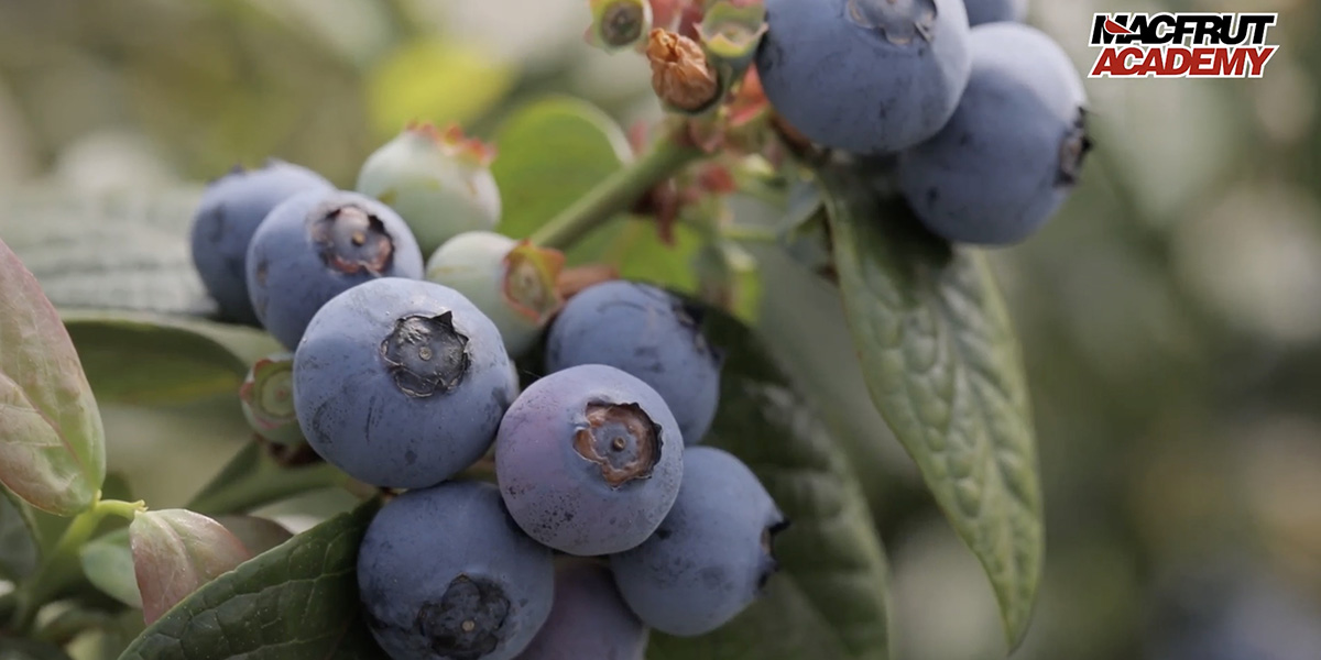 Riflettori puntati sul mirtillo nella nuova puntata della Macfrut Academy